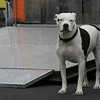 Jimmy's Pixs > 2007 AHDRA Kresto Pacific Nationals photo